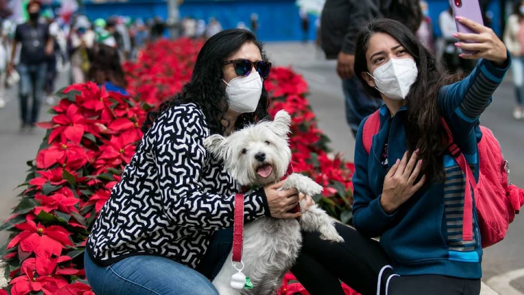 Plantan 220 mil nochebuenas en CDMX