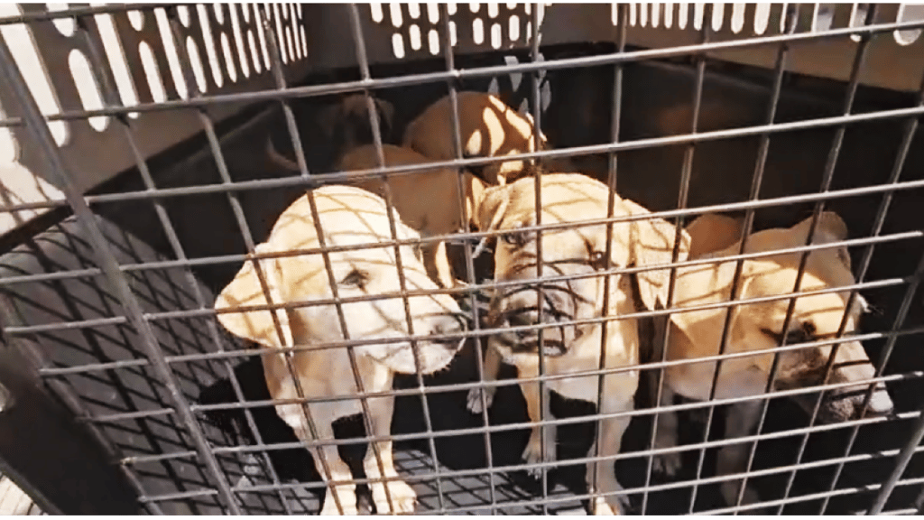 Perritos rescatados de Acapulco