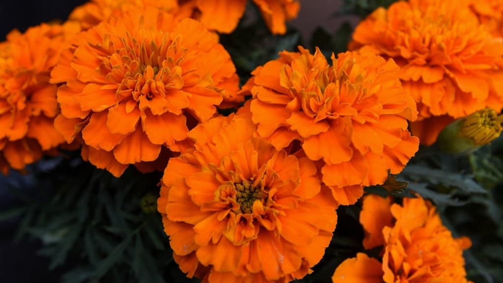 Qué hacer con la flor de cempasúchil