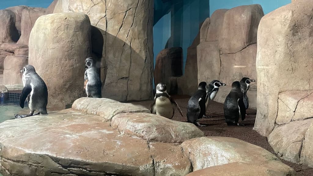 Pingüinos del Acuario Michin CDMX