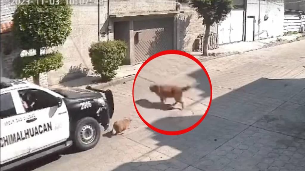 Peluche perro atropellado en Edomex