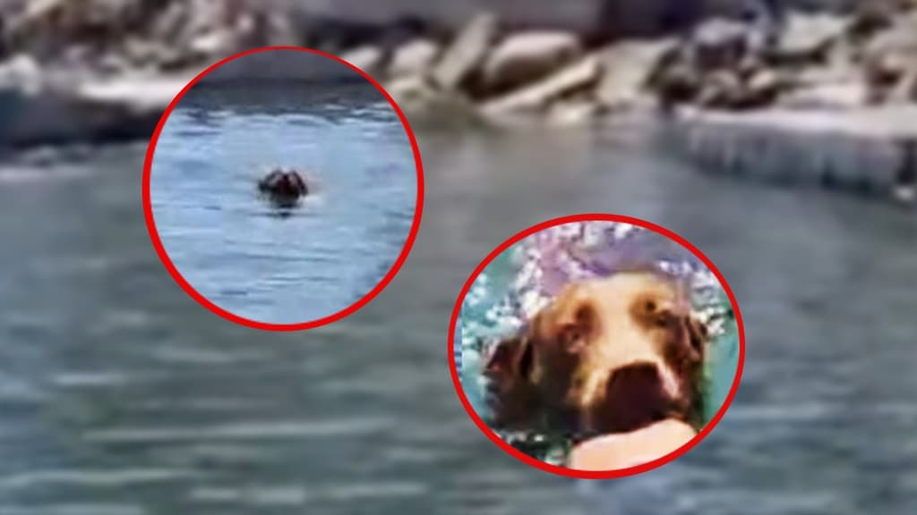 Perrito rescatado en Acapulco por policías de CDMX