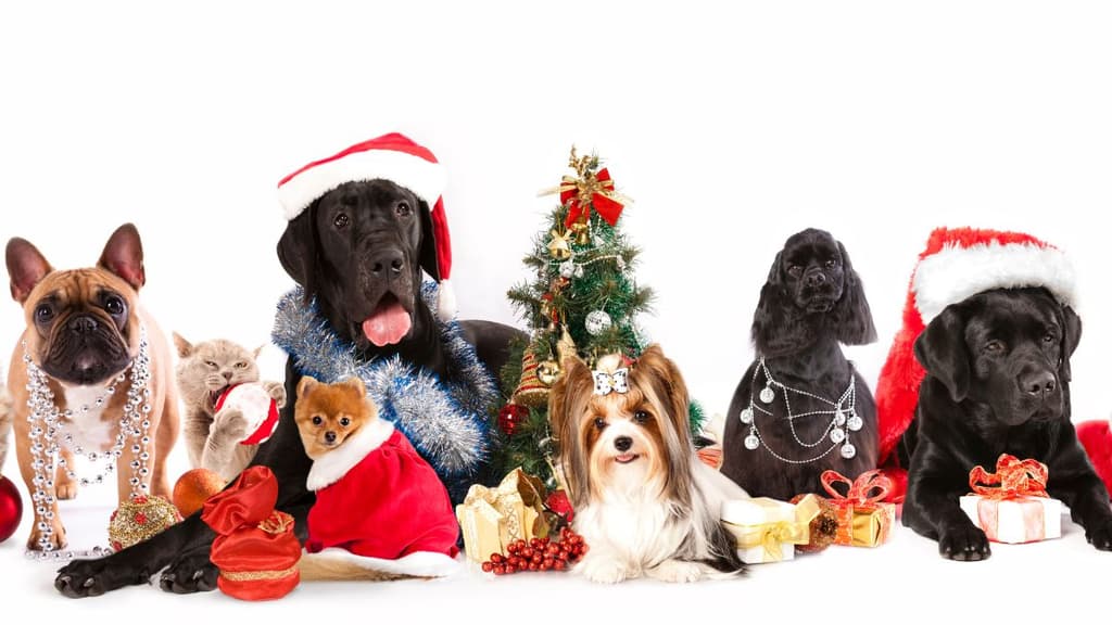 Lugares para dejar a tus perhijos en vacaciones