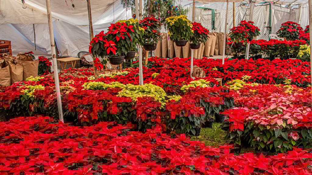 Dónde comprar flores de nochebuenas en CDMX