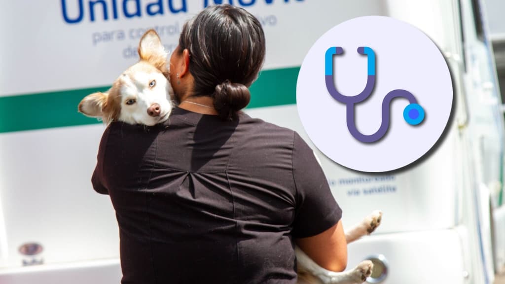 CanFest: campaña de esterilización gratis en la cdmx