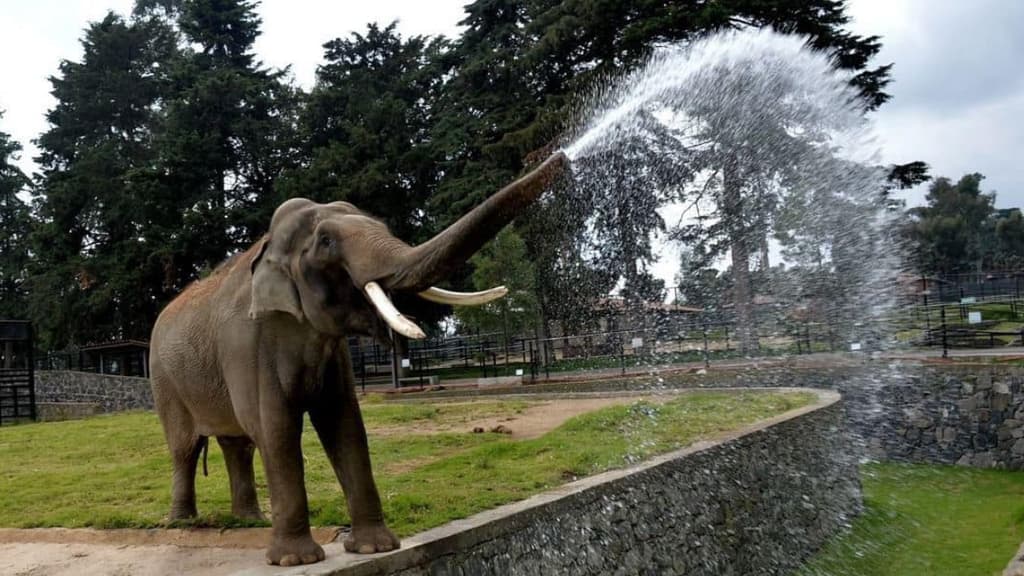 Muere Ted, el elefante más longevo del zoológico Zacango