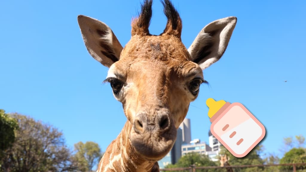 ponle nombre a la jirafa de Chapultepec