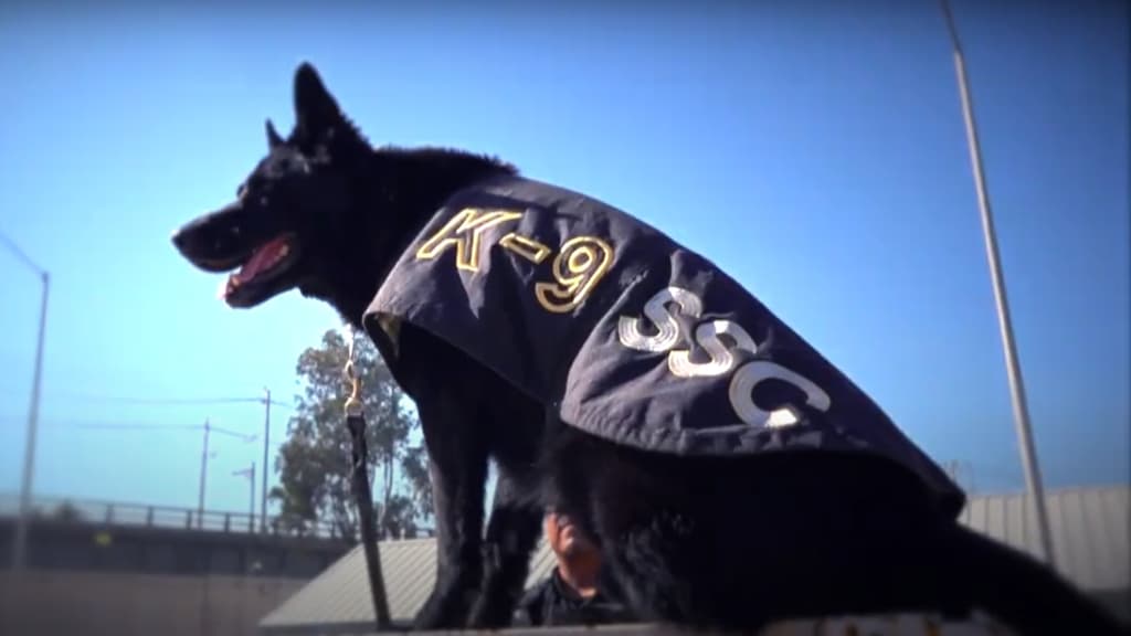 Conoce a Adis, el oficial canino que trabaja en prisiones de la CDMX