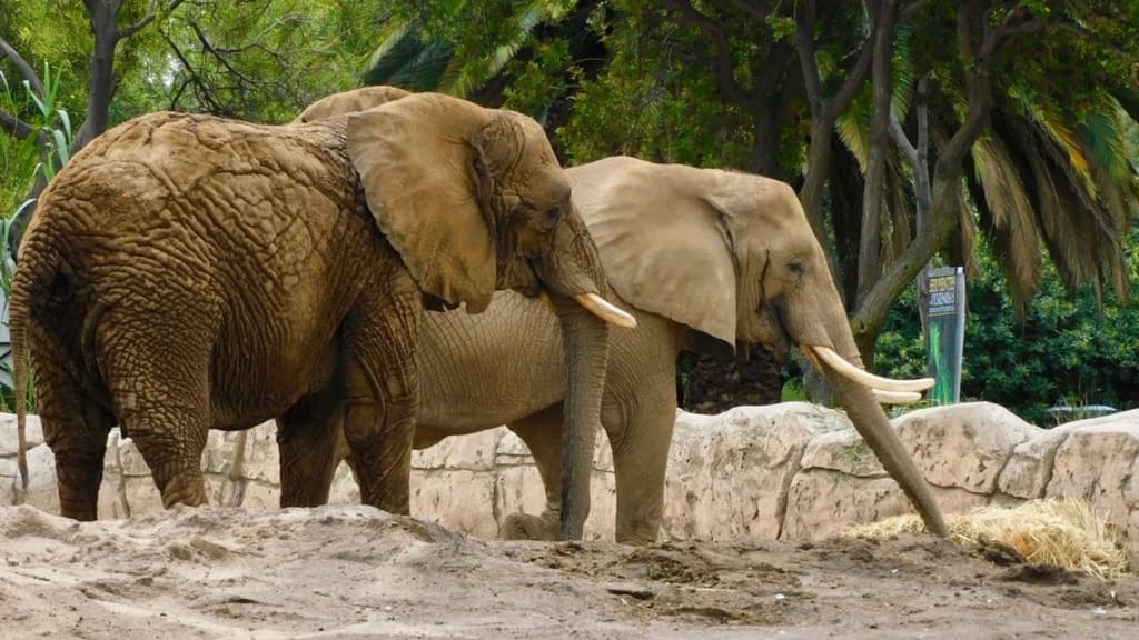 Así estás las elefantas Gipsy y Ely en el zoológico de Aragón