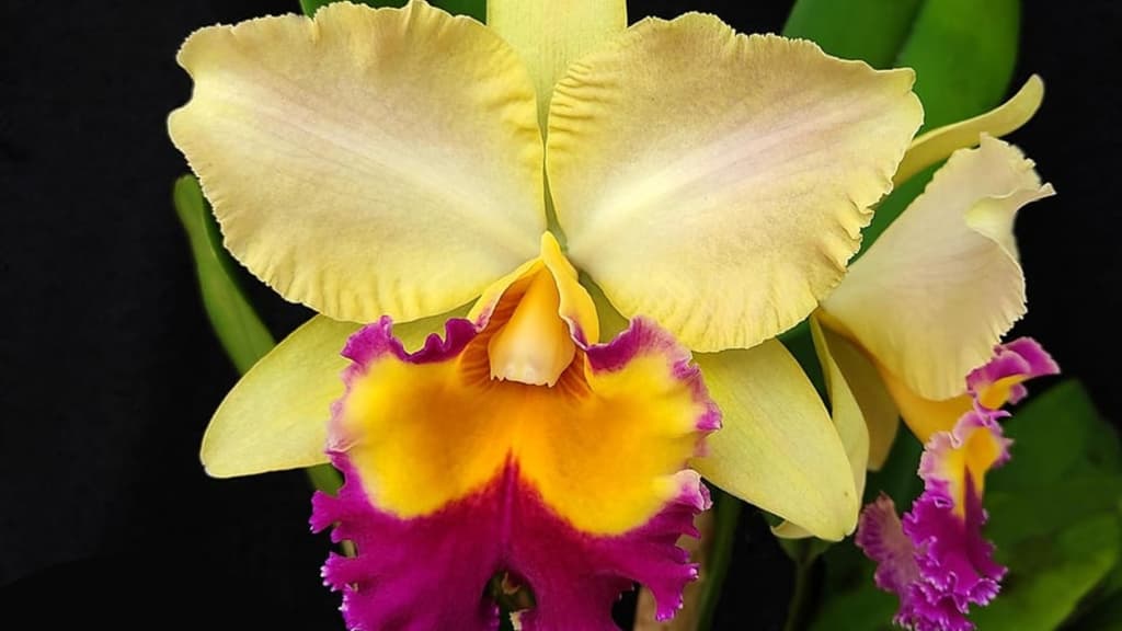 ¿Te gustan las plantas? Lánzate a esta expo-venta de orquídeas en la CDMX