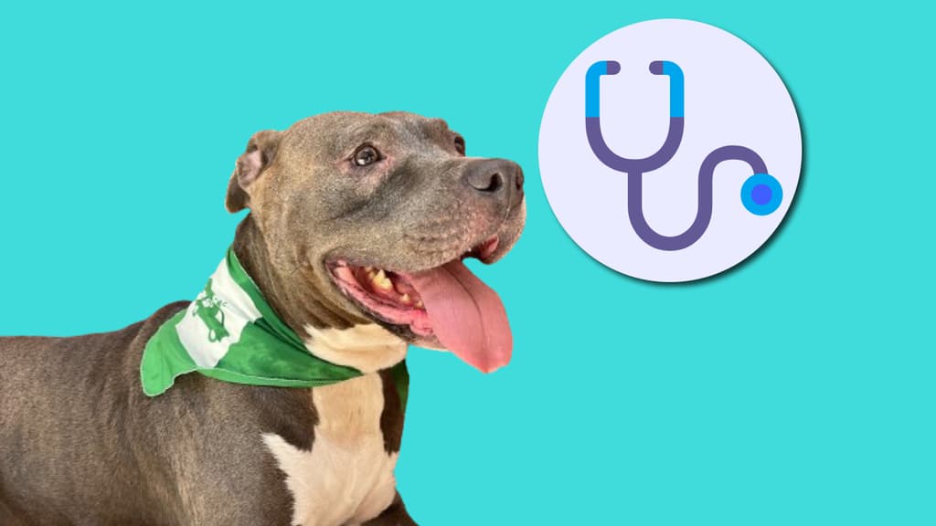 Día de la Esterilización Animal. Los beneficios para michis y lomitos