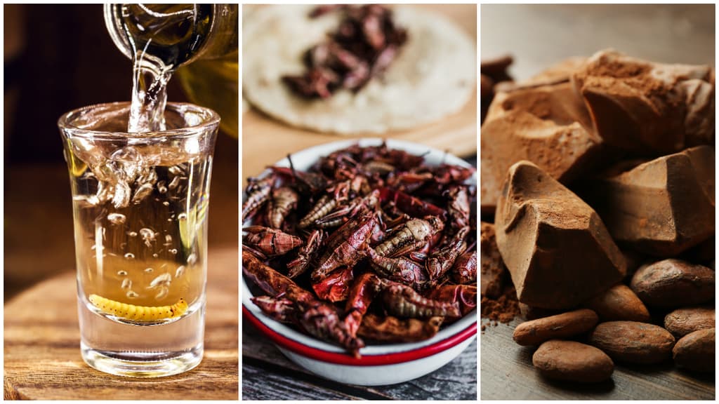 Llega Festival Ancestrales: Mezcal, Insectos y Xocolatl en la CDMX