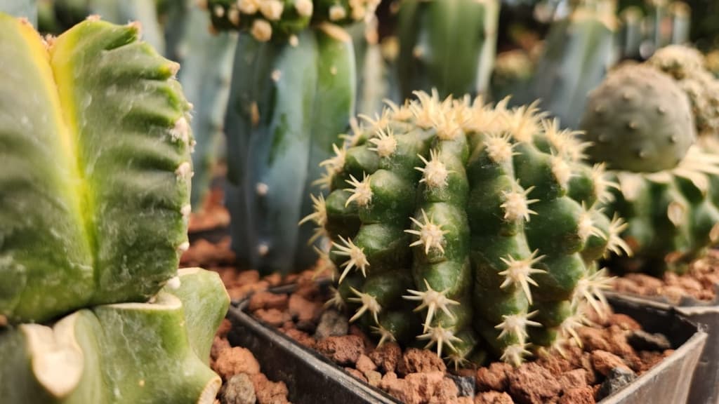 Festival de cactáceas en Xochimilco, ¿cuándo?