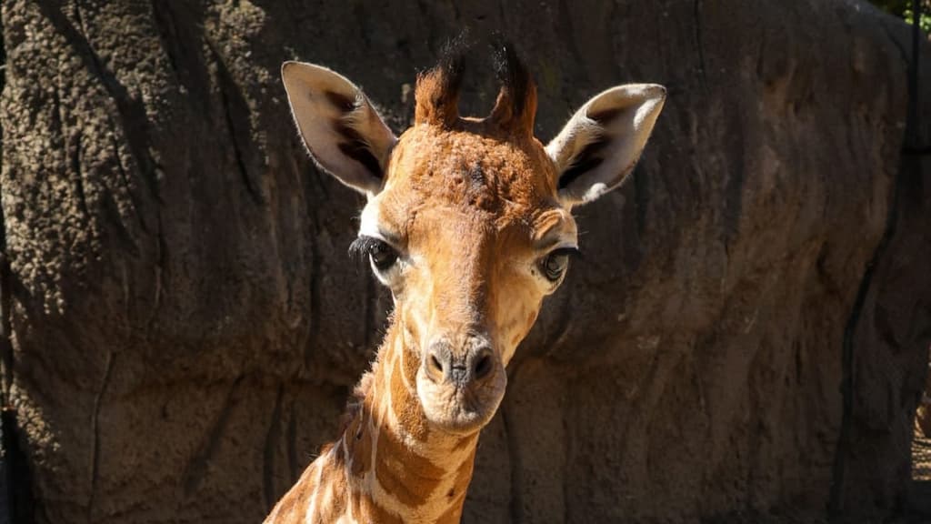 jirafa bebé chapultepec_así se llama
