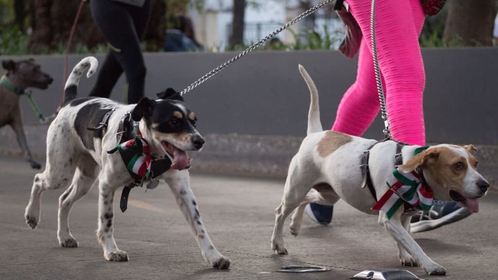 ¡A correr! Lleva a tu perro a este maratón en CDMX