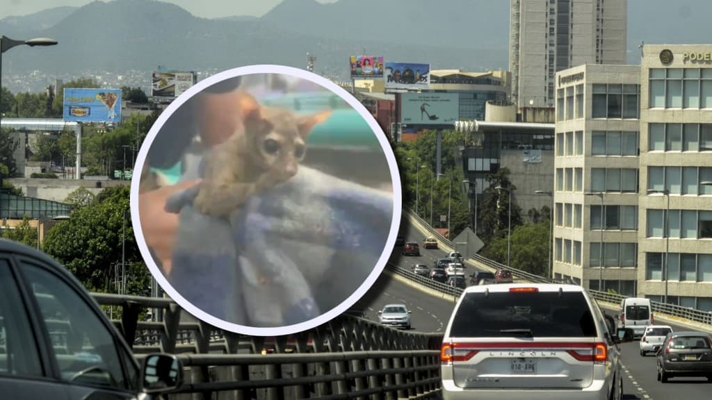 Cacomixtle andaba suelto en CDMX; así lo rescataron