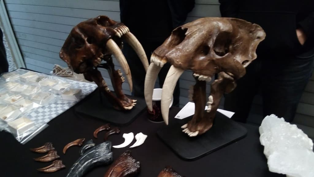 Expo Fósiles y Minerales CDMX; ¿cuándo y en dónde es?