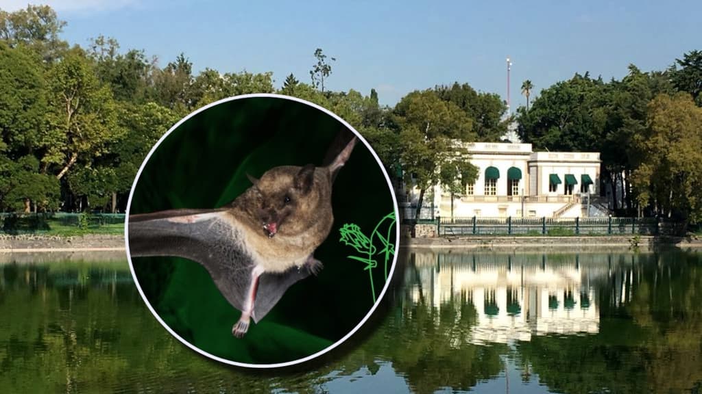 Murciélagos gigantes, talleres y más en Quiróptera, la edición 2024 del Festival del Bosque de Chapultepec