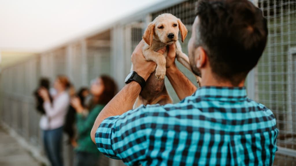 Centro de acopio y perros en adopción por estreno de la película Arthur