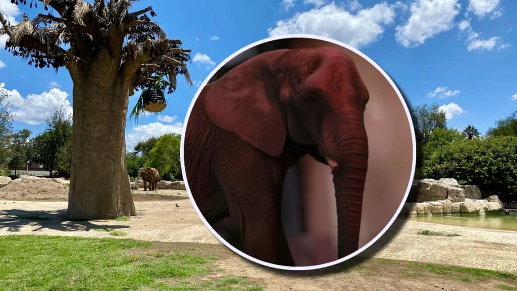 Elefanta Annie: la historia de su viaje de Jalisco a CDMX