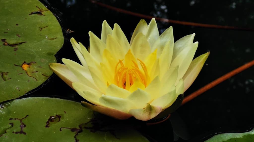 ¿Amas las plantas? UNAM tendrá actividades por el Día de los Jardines Botánicos