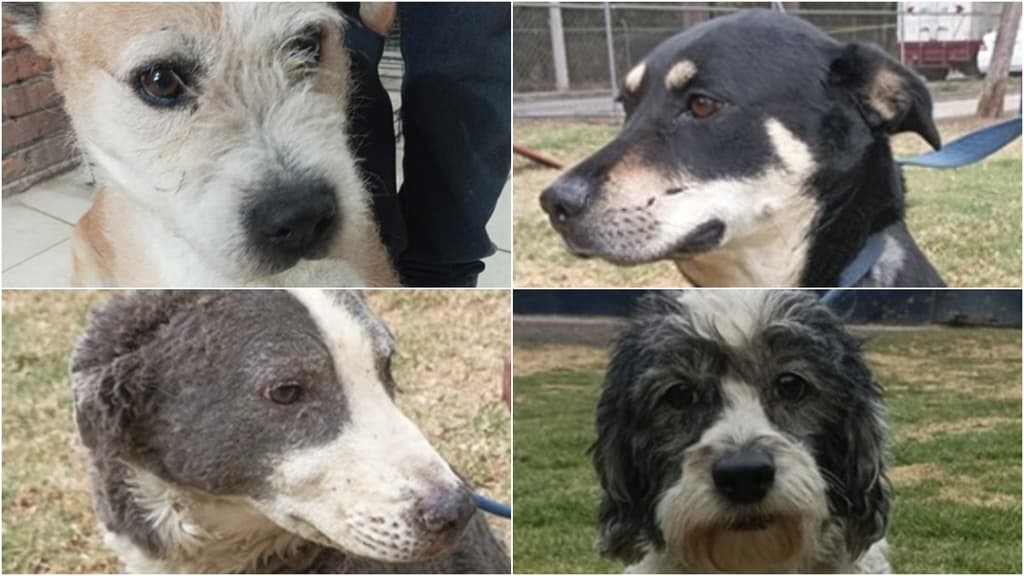Perritos rescatados de Tlalpan buscan a sus dueños; SSC informa