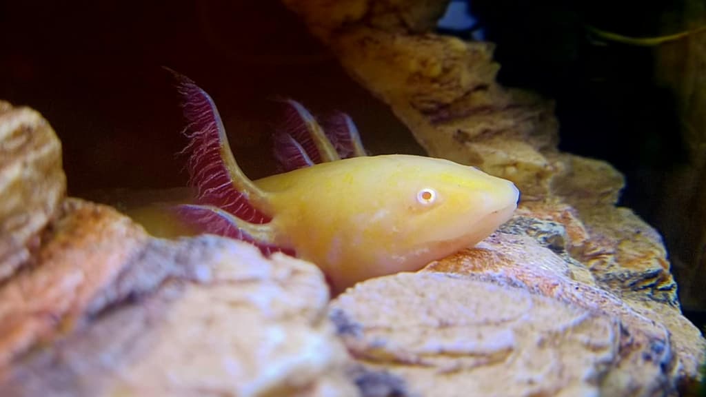 Animalia CDMX: Serpientes, ajolotes y más animales exóticos en esta expo; cuándo y dónde