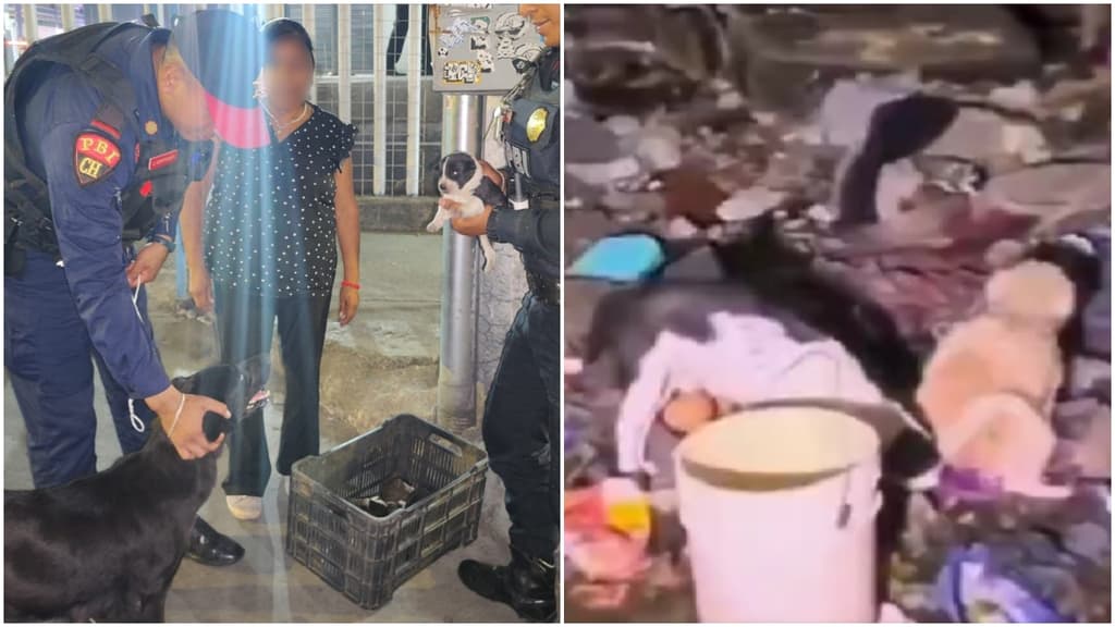 SSC rescata perritos de Iztacalco y de la Cetram de Santa Martha | VIDEO