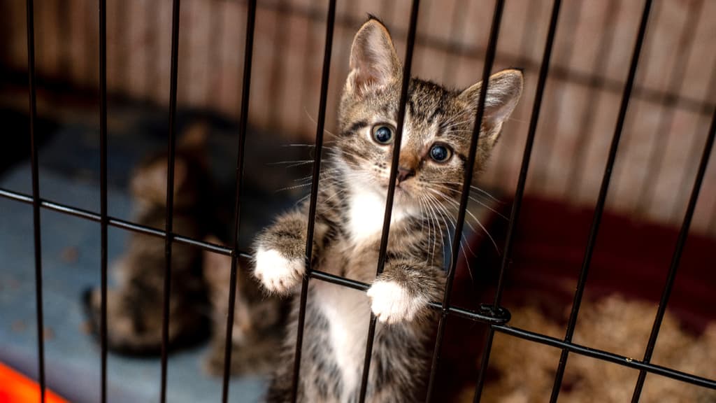 Gatitos en adopción por el estreno de la película de Garlfield