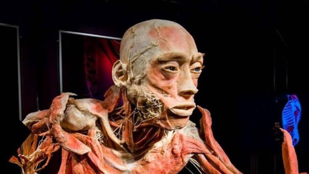 Our body, exposición con cuerpos humanos reales.