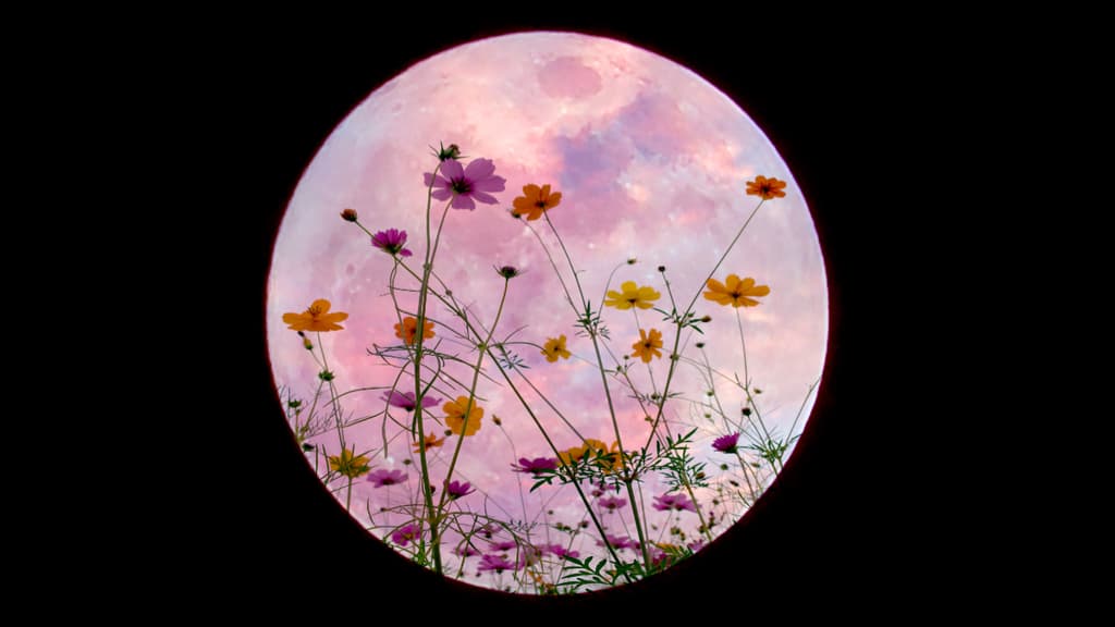 cuándo ver la super luna de flores mayo 2024 en cdmx