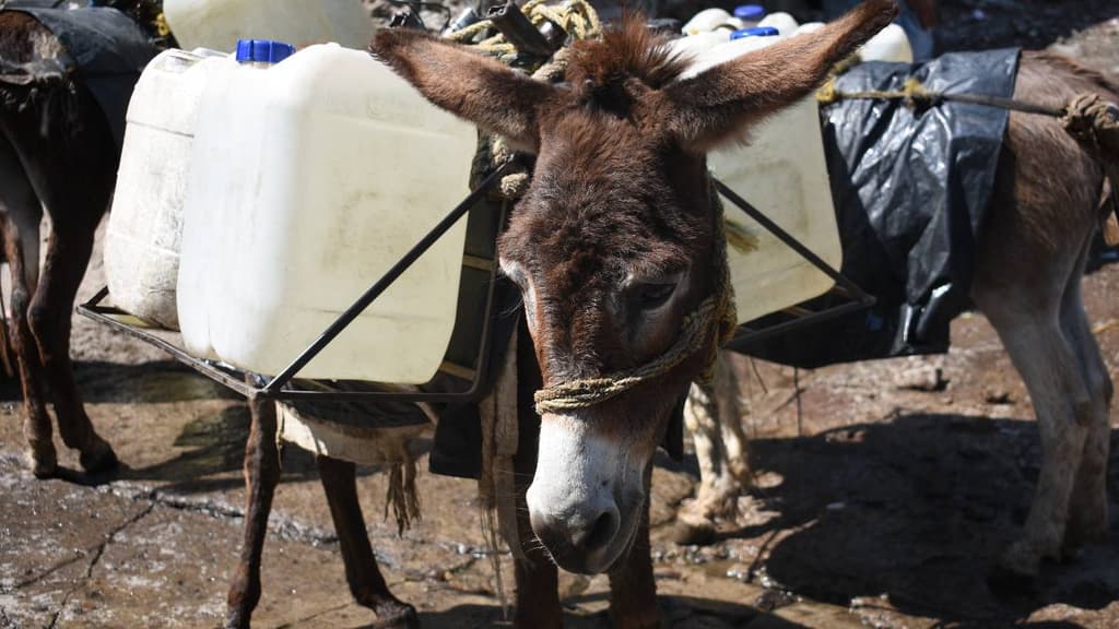 Burros reparten agua en Santa Cruz Acalpixca, Xochimilco, CDMX
