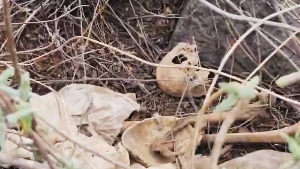 Hallan restos humanos en Iztapalapa