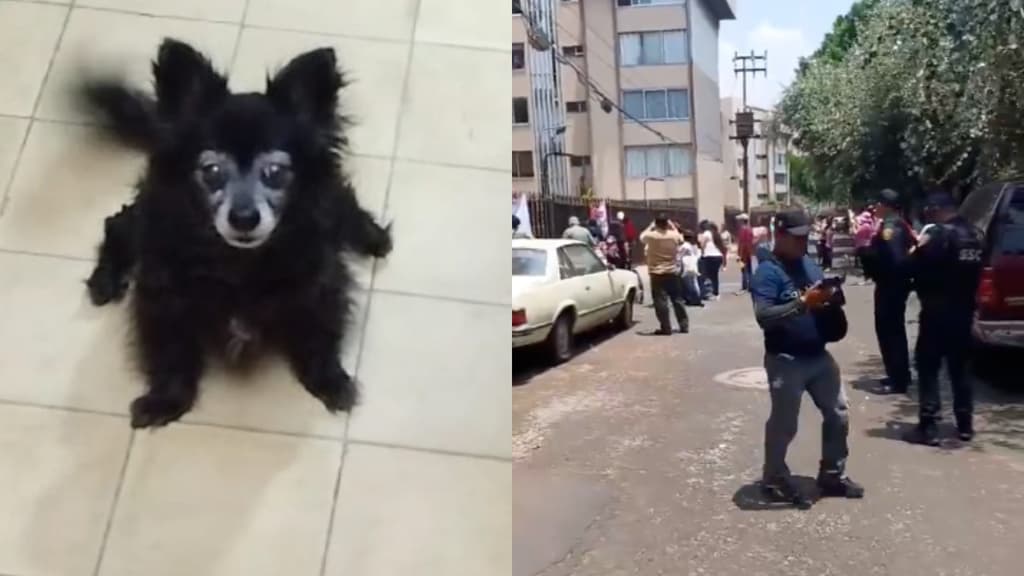 moni perrita manifestaciones