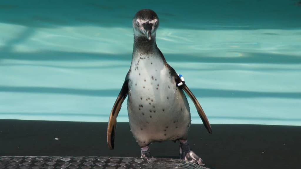 Pingüinos de Humboldt en e Zoológico de Chapultepec