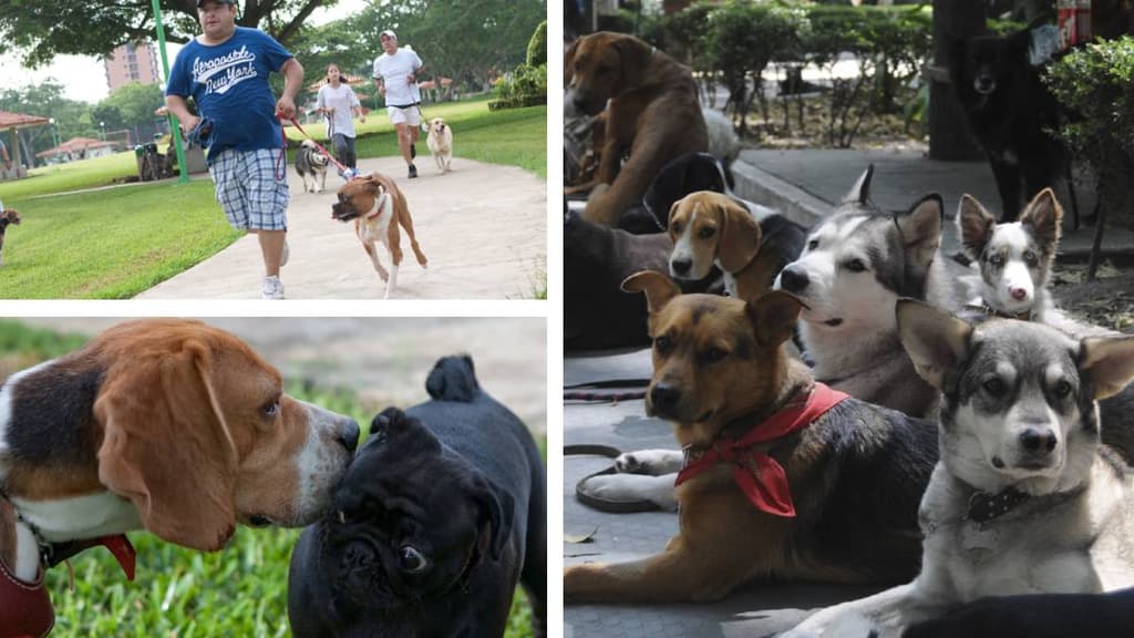 Perrotón de la CDMX