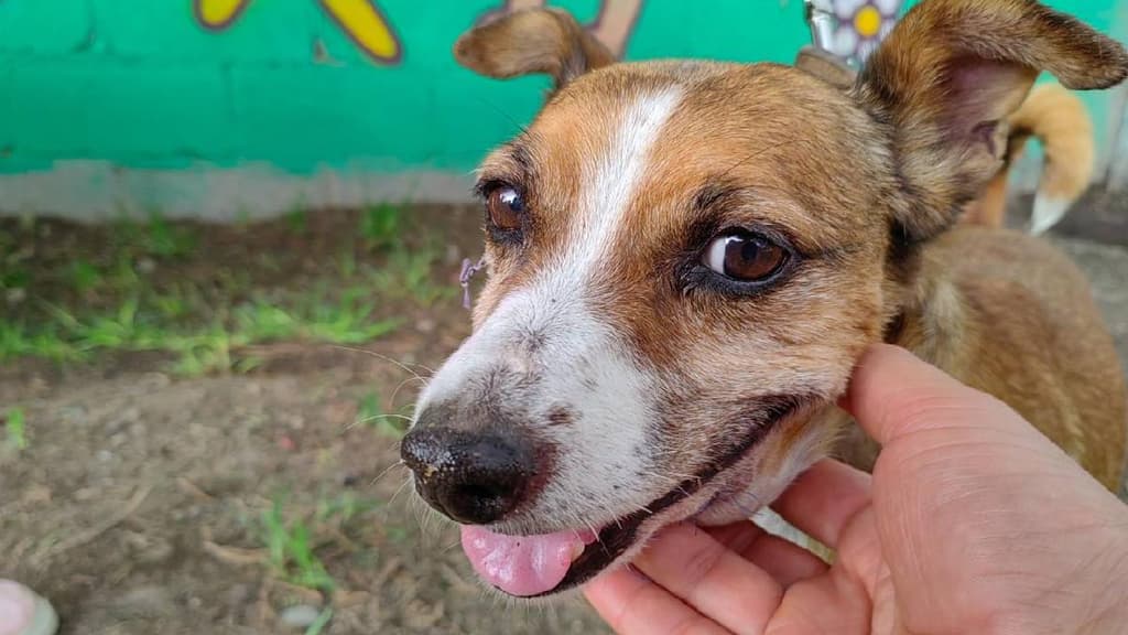 Perritos viejitos rescatados del Metro de CDMX