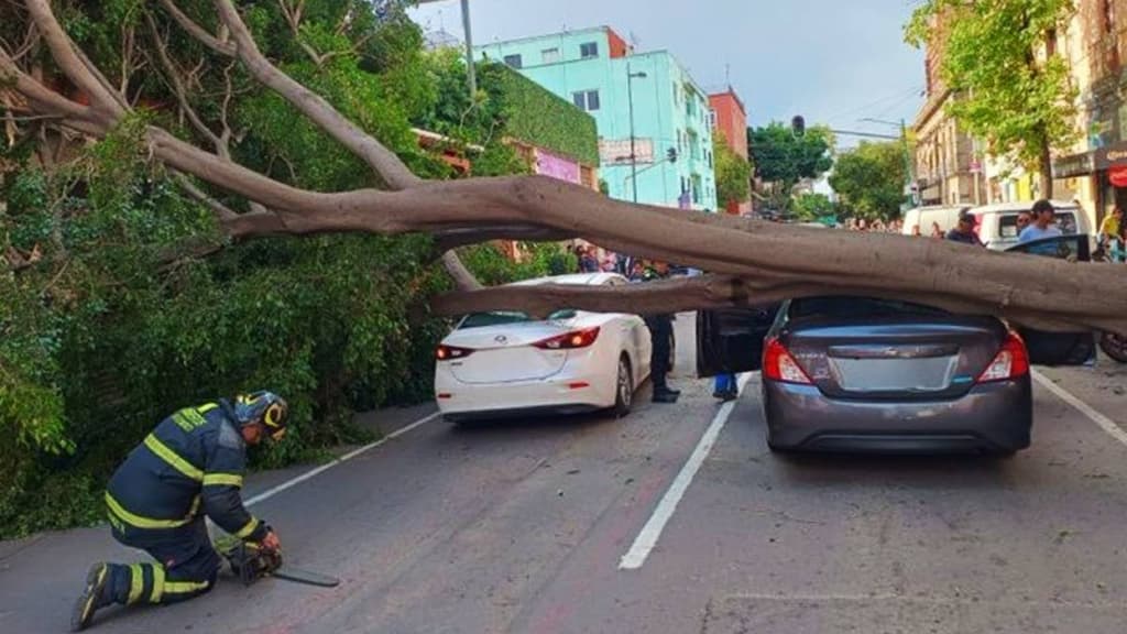 árboles caídos e inundaciones en CDMX
