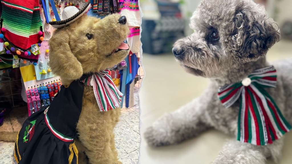Outfits para perros para el 15 de septiembre