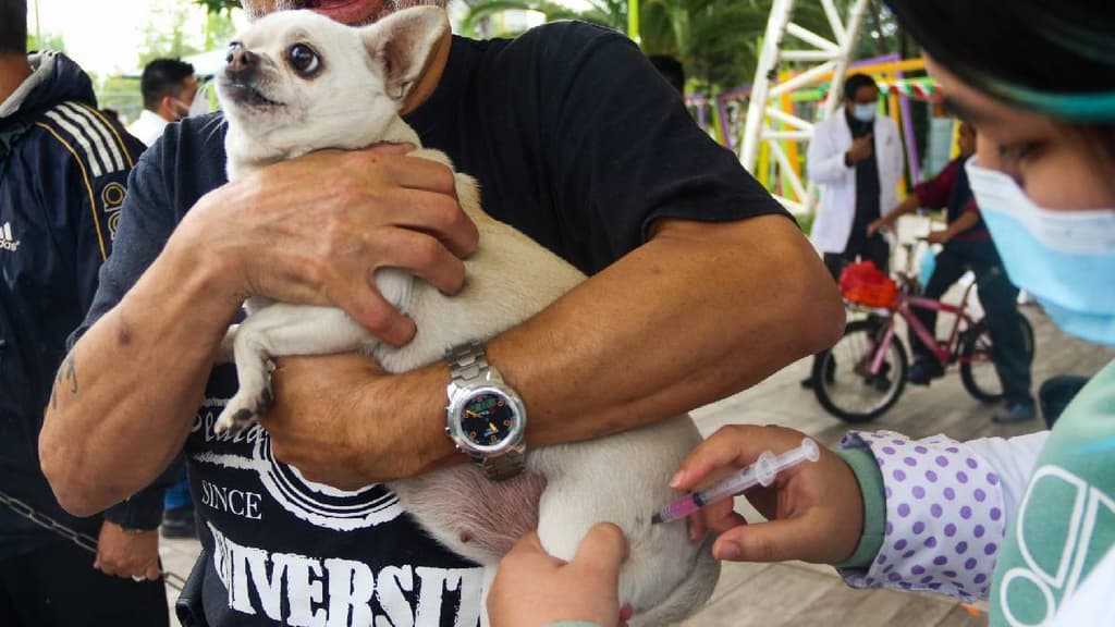 Vacuna contra la rabia gratis para perros y gatos en CDMX