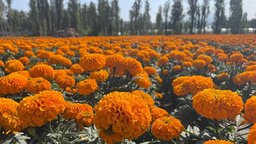 Flor de cempasúchil en CDMX