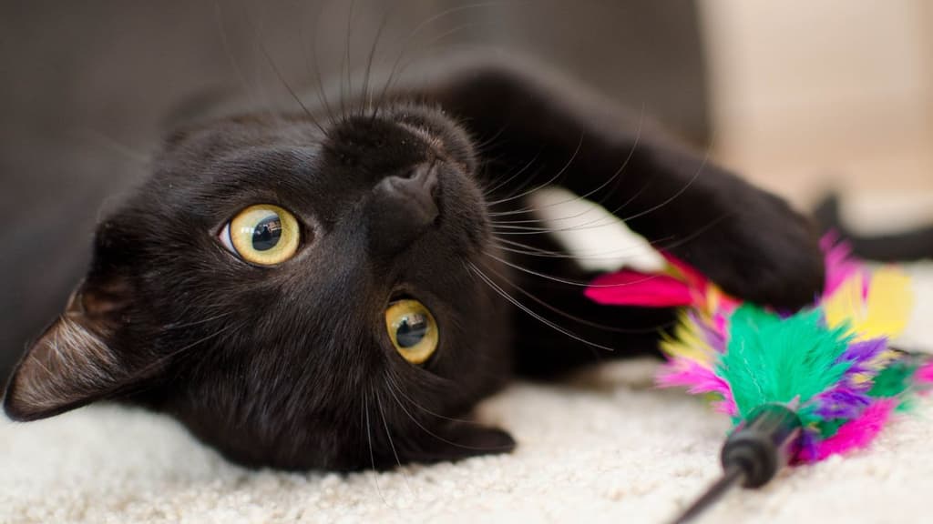 UnderCat: El evento para amantes de los gatos negros en CDMX