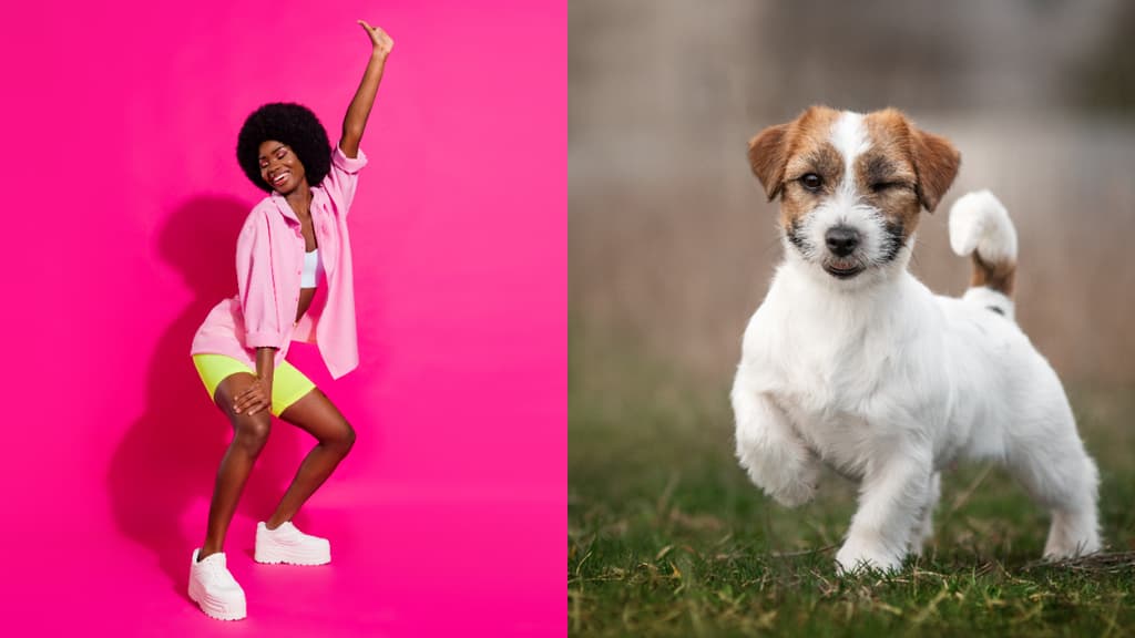 Perreo con causa: recaudar donativos para albergues de mascotas en CDMX