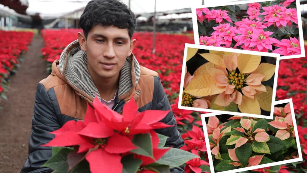 Flor e Nochebuena en CDMX
