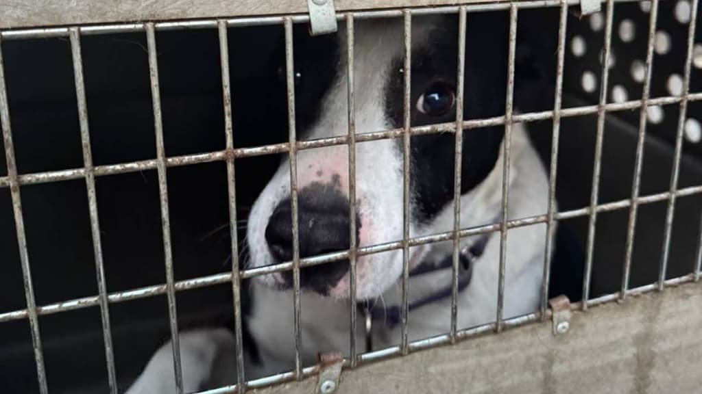 Rescatan a 24 perritos de presunto maltrato en refugio para animales de CDMX