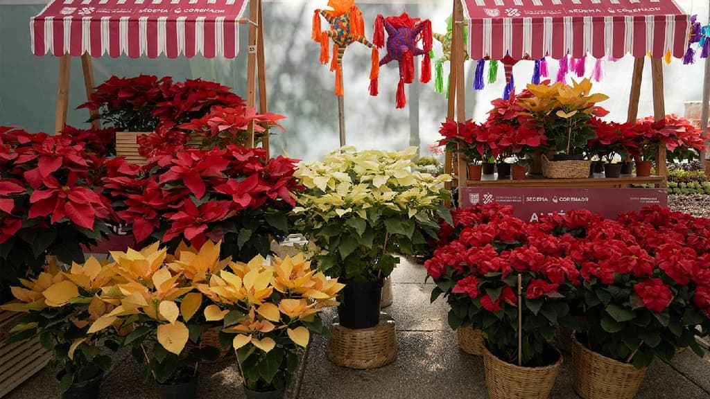 El Festival de Flores de Nochebuena estará en Paseo de la Reforma hasta el 15 de noviembre.