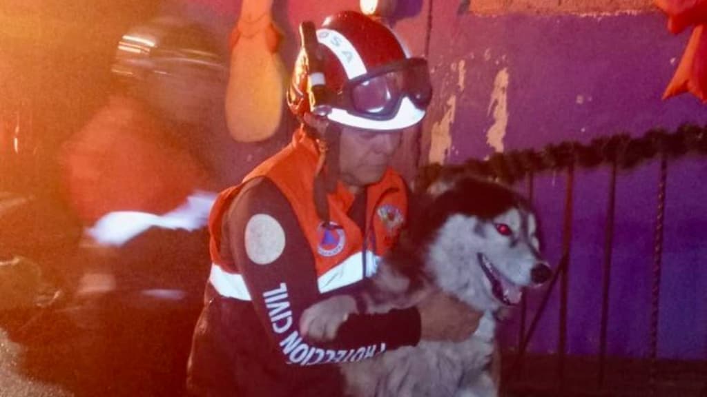 Incendios en CDMX involucraron a perros