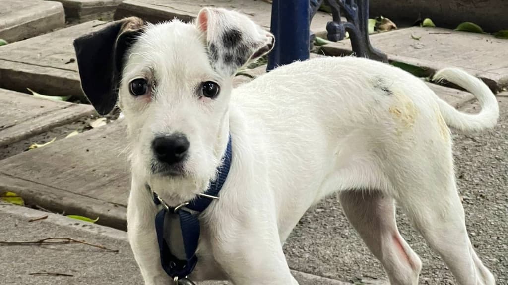 En el refugio para perros "En busca de un hogar" colaboran 256 vecinos que pasean o atienen a lomitos de la colonia Narvarte