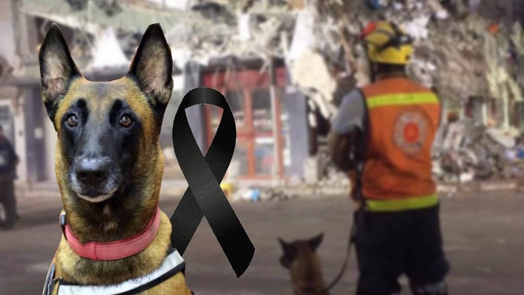 Muere Rex, perro rescatista