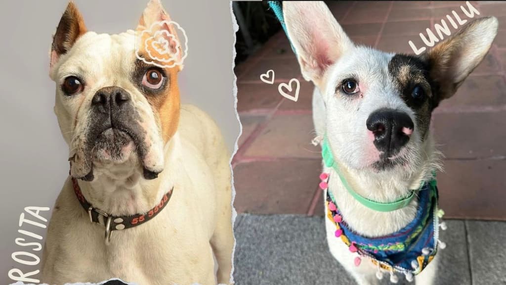 Dog Café en México: café, lomitos y adopción responsable